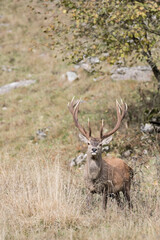 Majestic deer male on alert in rutting season (Cervus elaphus)