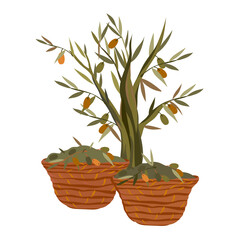 Olive tree with baskets of olives harvest, flat vector illustration isolated.