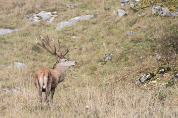 Deer male in the wild (Cervus elaphus)