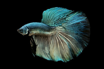 Green copper betta fish Isolated on a black background.