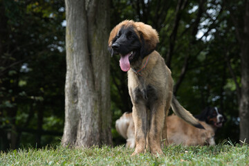 Obraz premium 舌を出して座るレオンベルガー