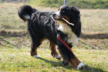 枝を加えるバーニーズマウンテンドッグ