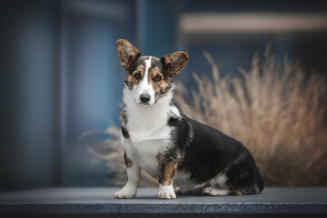 Cute brindle welsh corgi cardigan dog sitting on gray glossy tile against the backdrop of a blue cityscape and a bush of dry grass. Light reflection in glass. Looking into the camera