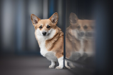 A cute red welsh corgi pembroke dog sitting on a gray tile against the backdrop of a blue cityscape. Light reflections in glass. Looking into the camera