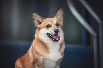Funny red welsh corgi pembroke dog with open mouth sitting on the background of a blue glass city building. Close-up portrait