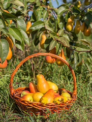 Basket of ripe pears under a tree