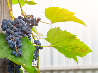 A bunch of ripe blue grapes in close-up.