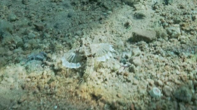 Seamoth moves on the sandy bottom in shallow water in sun rays. Pegasus, Little Dragonfish or Common Seamoth (Eurypegasus draconis). Slow motion