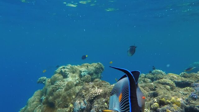 Surgeon Fish in the Red Sea Coral Reef Pursues Diver from His Area and Feeding Seaweeds. Coral Fish Close Up While Snorkeling in Turists Area