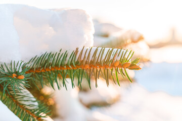 Spruce branch covered with snow, winter concept