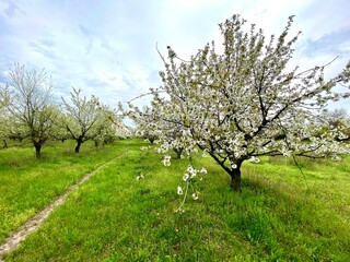 Blooming cherry in the garden, farmland, agriculture concept, landscape, blooming apple trees.