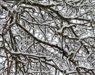 branches under the snow..