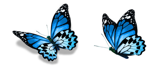Color monarch butterflies, isolated on the white background