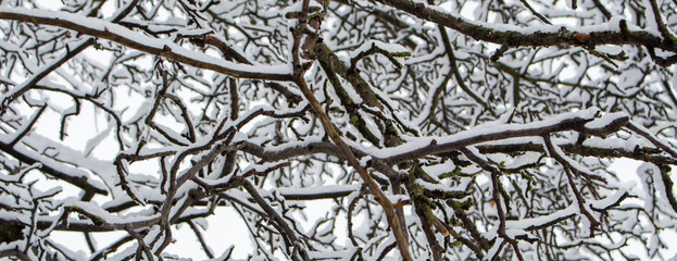 branches under the snow..