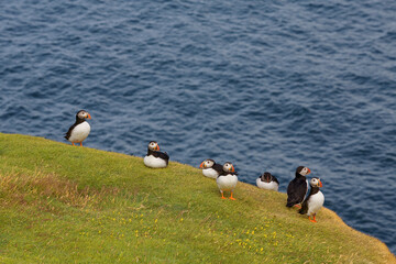 colony of atlantic Puffin, Heimaey, Westman Islands, Iceland