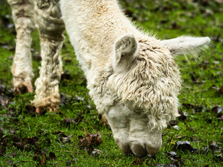 Alpaka beim Grasen