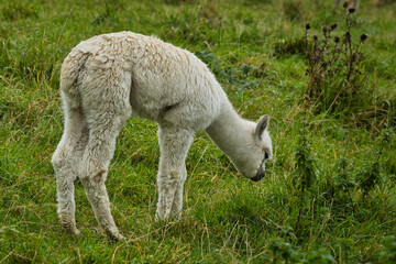 Alpaka beim Grasen