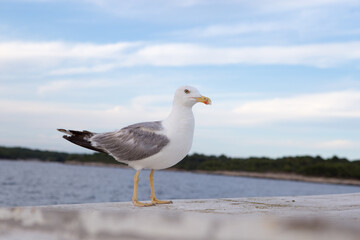 Möve