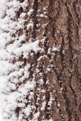 Fototapeta premium bark in winter