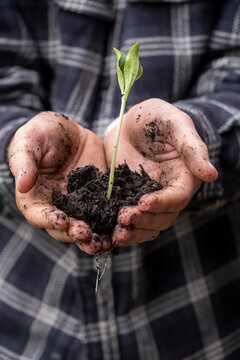 Hands of young man holding freshly dug seedling