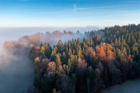 Fototapeta Drone view of autumn forest shrouded in morning mist
