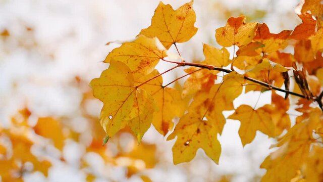 Autumnal landscape. Nature of fresh gold yellow maple leaf in garden at fall. Autumn natural background