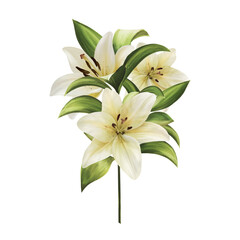 Beautiful card with white lilies, bouquet on white.