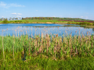Lakeshore in a rural countryside