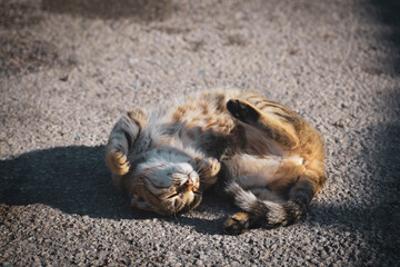 The cat tumbles in the sun