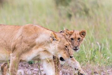 Lioness with a cub in the grass