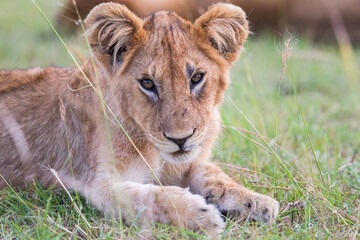 Obraz na płótnie Canvas Curious Lion cub lying in the grass and watching