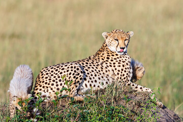 Cheetahs with playful cubs licking her nose