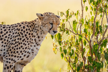 Cheetah standing in the shade of a bush