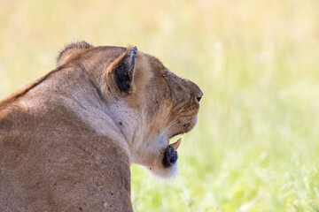 Lion portrait with large fangs