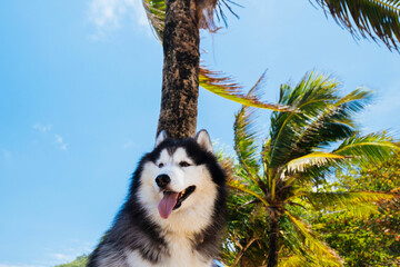 Happy fluffy husky dog on the beach, on background coconut palm