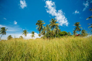 Coconut tree in high grass blue sky, natural tropical background, summer holiday concept, natural wallpaper.