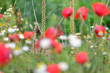 Wild red poppies and camomile on the green field. Bright flower blossom in June. flowering opium poppy field, weeded with red poppies. Wildflower meadow with poppies, cornflowers and daisies