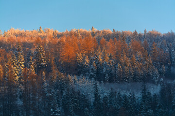 Ośnieżone drzewa choinki zimą w górach - Beskidy