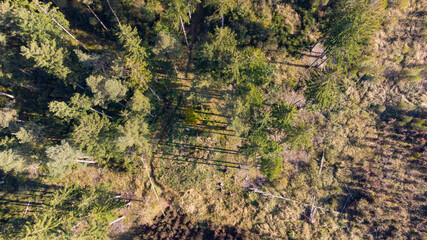 Perlacher Forst seen from aerial drone view. Forest used for sustainable explotation of timber in...
