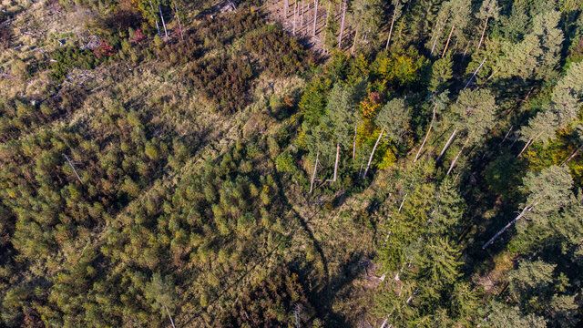 Perlacher Forst seen from aerial drone view. Forest used for sustainable explotation of timber in Germany
