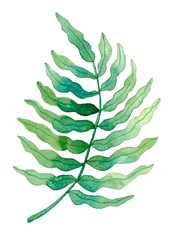 Leaves of tropical plants, fern, eucalyptus, hand-painted watercolor for design in botanical style.