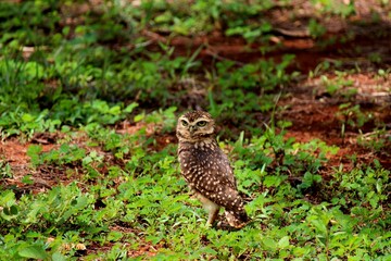 ave corujá caburé - glaucidium brasilianum
