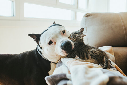 Kitten Playing With Dog On Sofa At Home