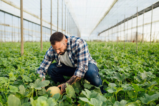Farmer working in melon field at greenhouse