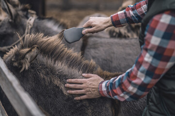 Farmer brushing animals on a farm