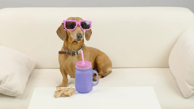 A cheerful dachshund in pink glasses sits on the sofa with a glass of cocktail. Funny dog is resting at home.