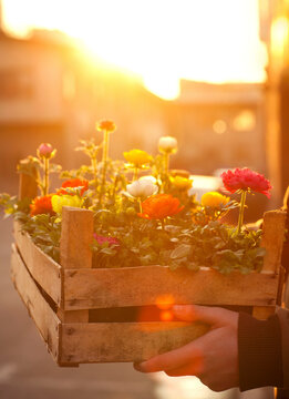 Setting sun illuminating hands of person holding crate of colorful blooming flowers