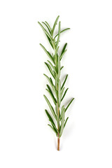 Rosemary sprig, isolated on white background.