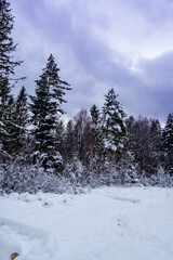 Instagram view of coniferous forest covered with shiny snow in the middle of winter. Top view on snow-covered old spruce forest.