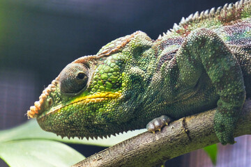 Close-up of a Panther Chameleon, Furcifer Pardalis. Chester zoo, United Kingdom.